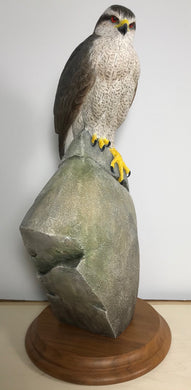 Josh Guge - Goshawk, Bird of Prey